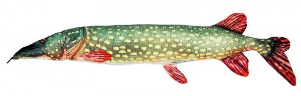 Artikelbild für Stoff-Fisch Hecht, Länge 80cm im Baltic Kölln Onlineshop