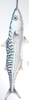 Stoff-Fisch Makrele, Länge 43cm\